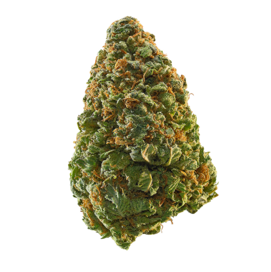 Sativa